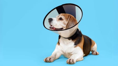 Best Pet Insurance Companies of 2026